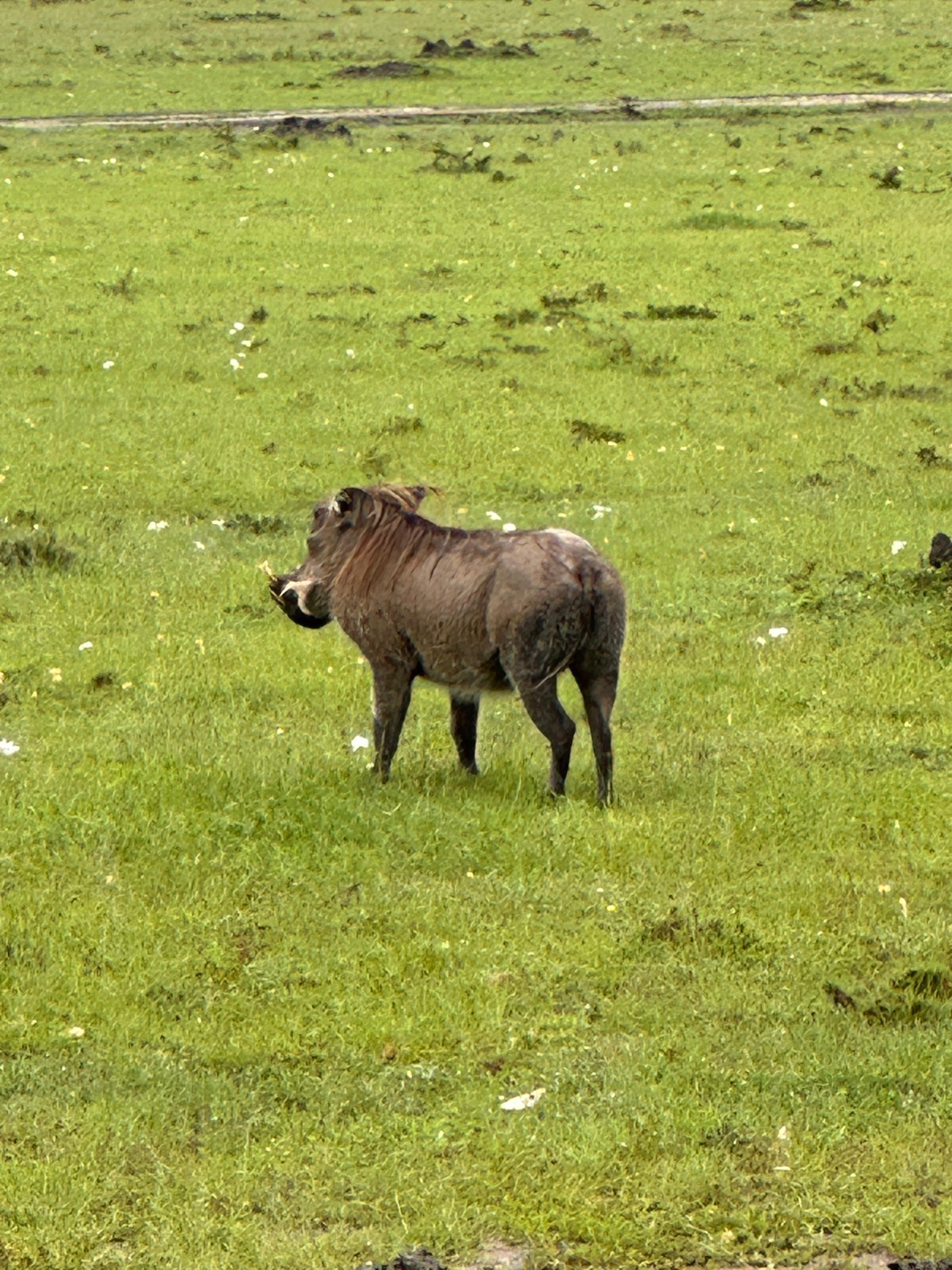 Warthog near Lake Nakuru